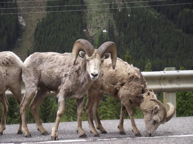 Bighorn Sheep and Mountain Goats along Highway 40&nbsp;